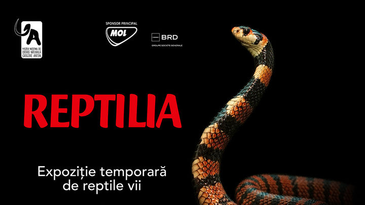 Expozitia temporara Reptilia