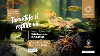 Timișoara: Expoziție educativă de Tarantule și reptile vii