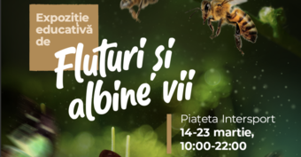 Timișoara: Expoziție Educativă de Fluturi și Albine vii