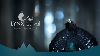 LYNX Festival